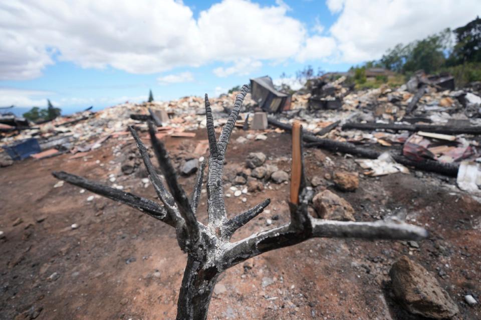 A burnt tree stands in front of a home destroyed by a wildfire on Monday, 14 Aug 2023, in Kula, Hawaii (Copyright 2023 The Associated Press. All rights reserved)