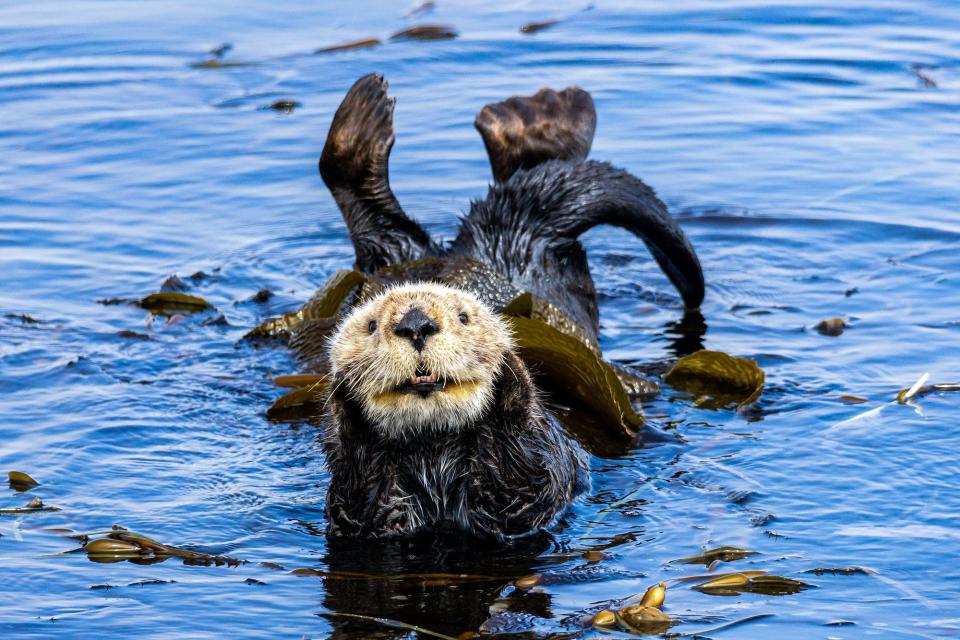 an otter in the water