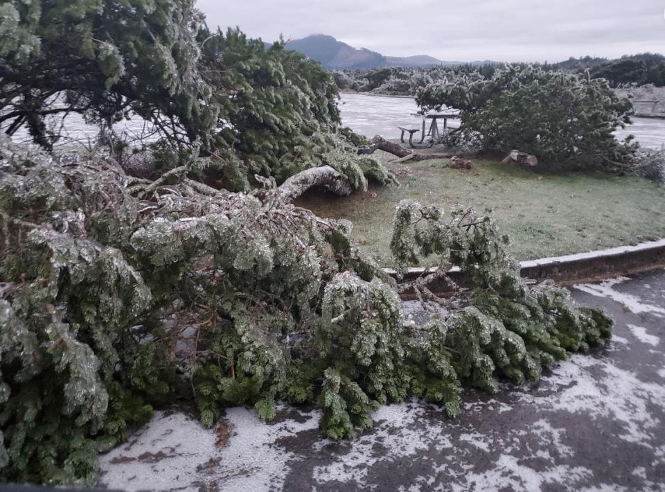 Downed trees in an January 2024 ice storm at Oregon State Park's Nehalem Bay day-use park.