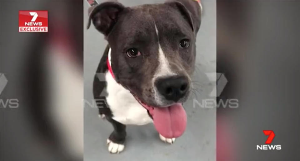 The dog in the video, one-year-old American staffy Xena, is described by her owners as “the sweetest dog in the world”. Source: 7 News