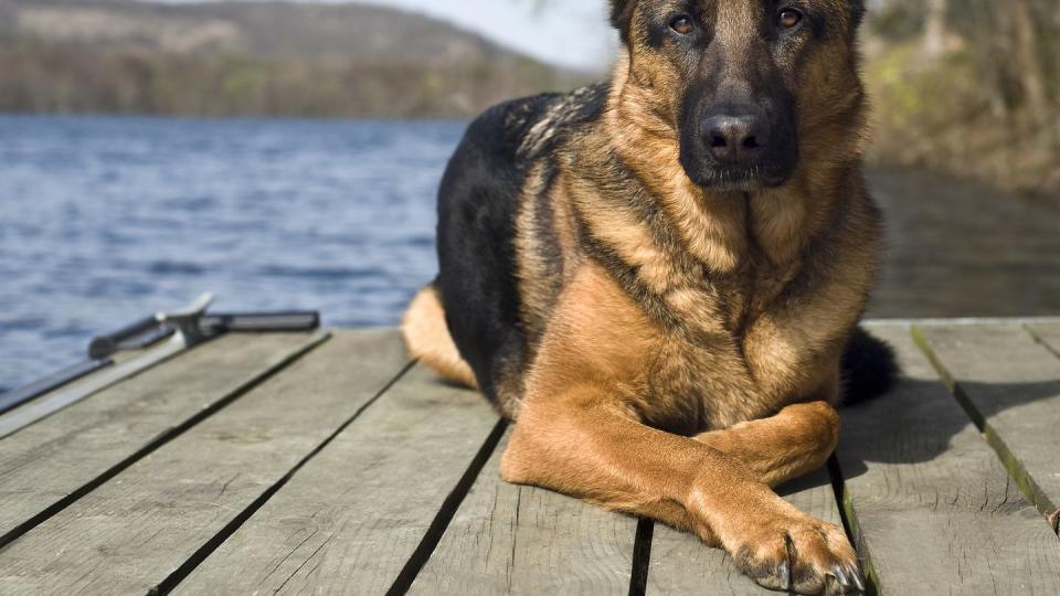 german shepherd dog siting on jetty