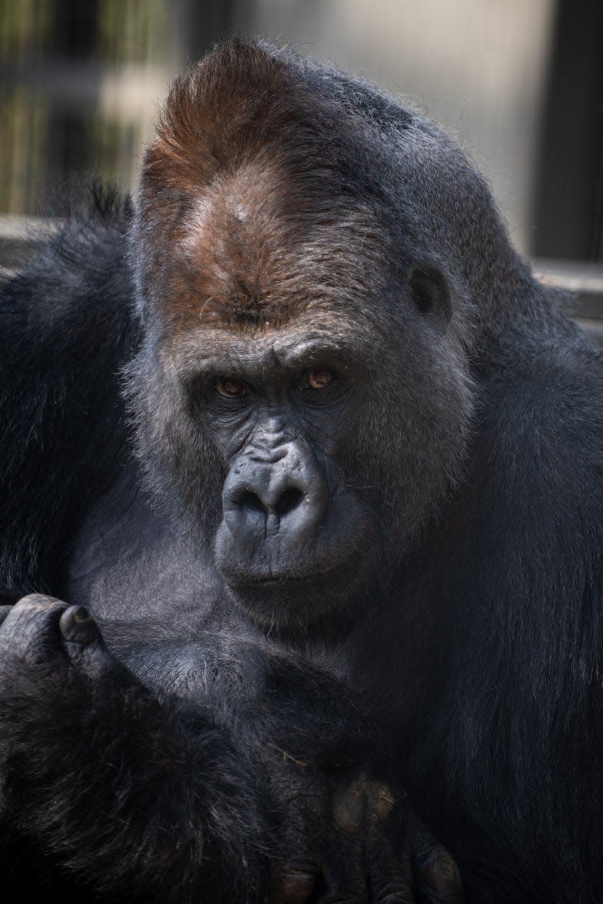 Oliver, a silverback Western lowland gorilla, died in 2023.