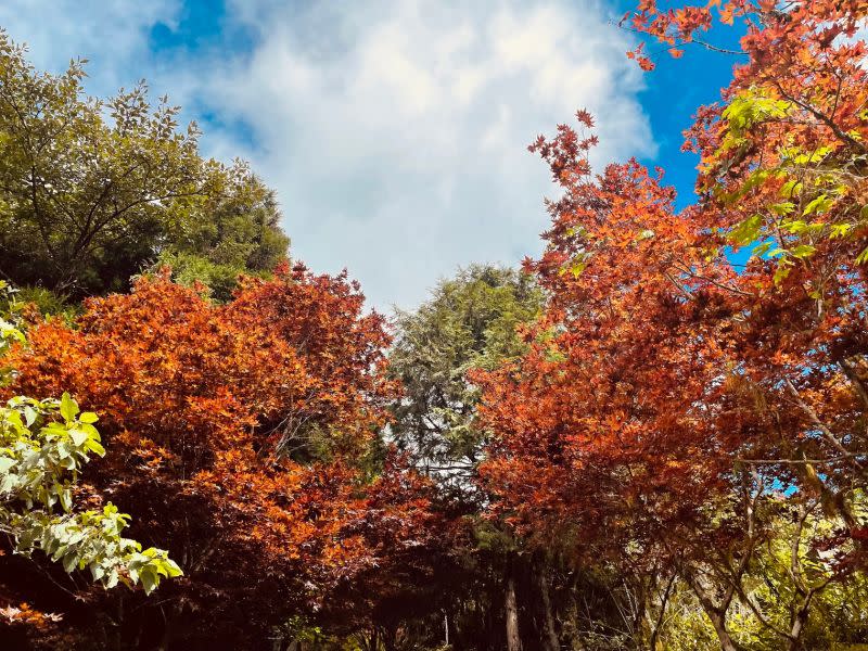 ▲「太平山國家森林遊樂區」不只能於夏末秋初時一見火紅的「紫葉槭」外，還有秋季限定「山毛櫸」，整片金黃山頭總是吸引全臺遊客朝聖。（圖／雄獅提供）