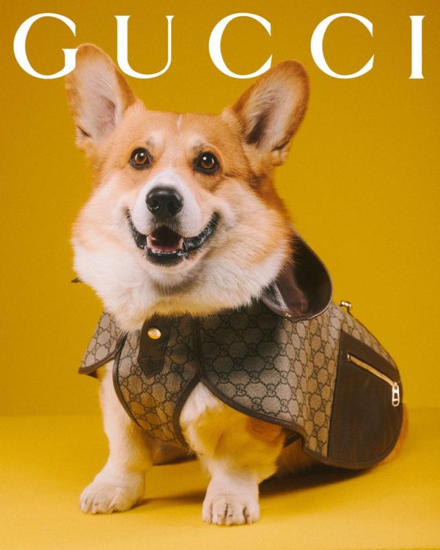 Gucci Launches First Pet Collection of Collars, Leashes, Beds and More –  The Hollywood Reporter