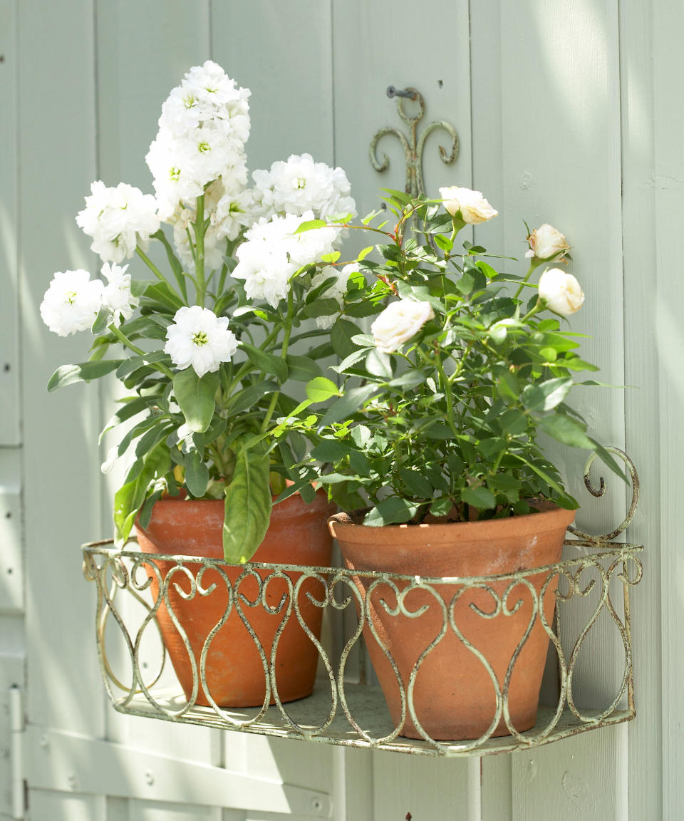 Hanging metal planter with two terracotta flower pots filled with white flowersgue and groove shed wall