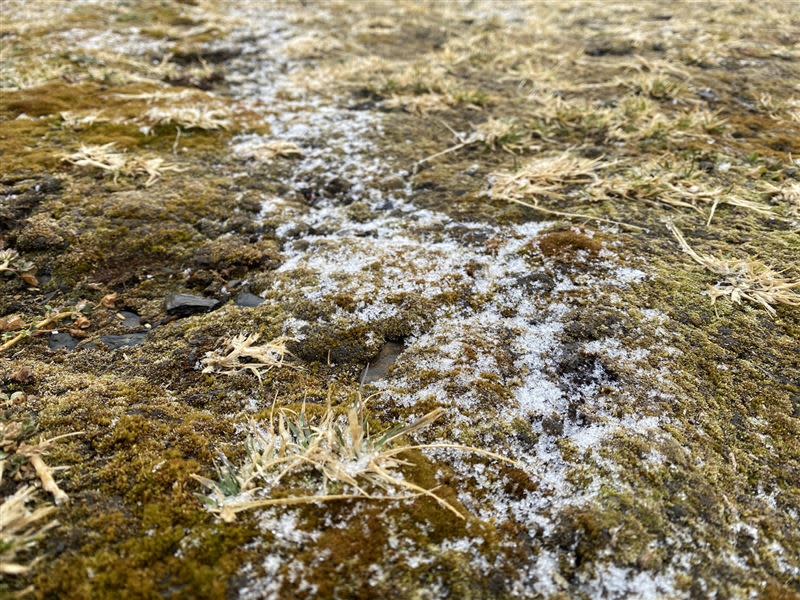 玉山北峰今早07：55開始飄雪，目前還在持續降雪中。（圖／中央氣象署提供）