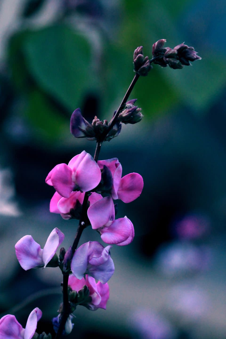 Hyacinth Bean