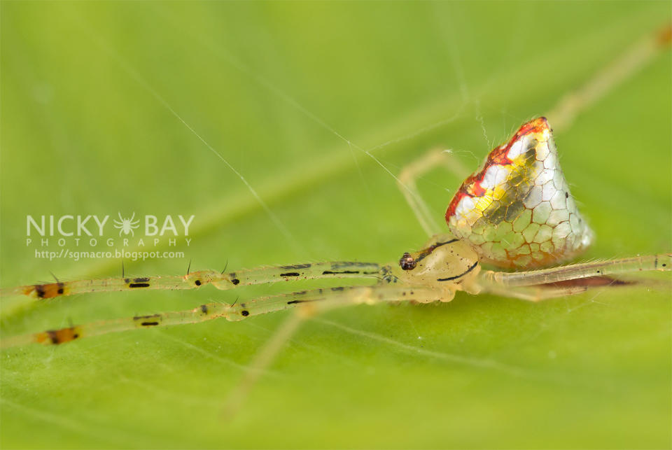 Mirror Spider  Macro <a href="http://www.flickr.com/photos/nickadel/sets/72157634212989544/">spider images </a>by <a href="http://sgmacro.blogspot.com/">Nicky Bay</a>