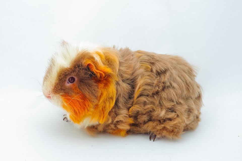 5) Merino Guinea Pig