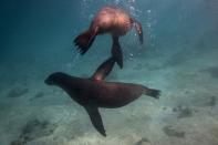 Sea lions swim near San Cristobal at Galapagos Marine Reserve August 17, 2013. (REUTERS/Jorge Silva)