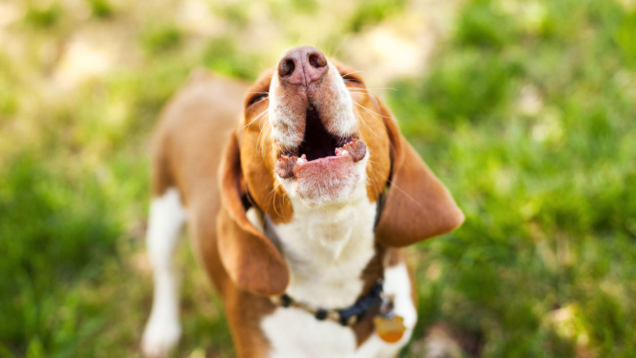 Beagle hound barking