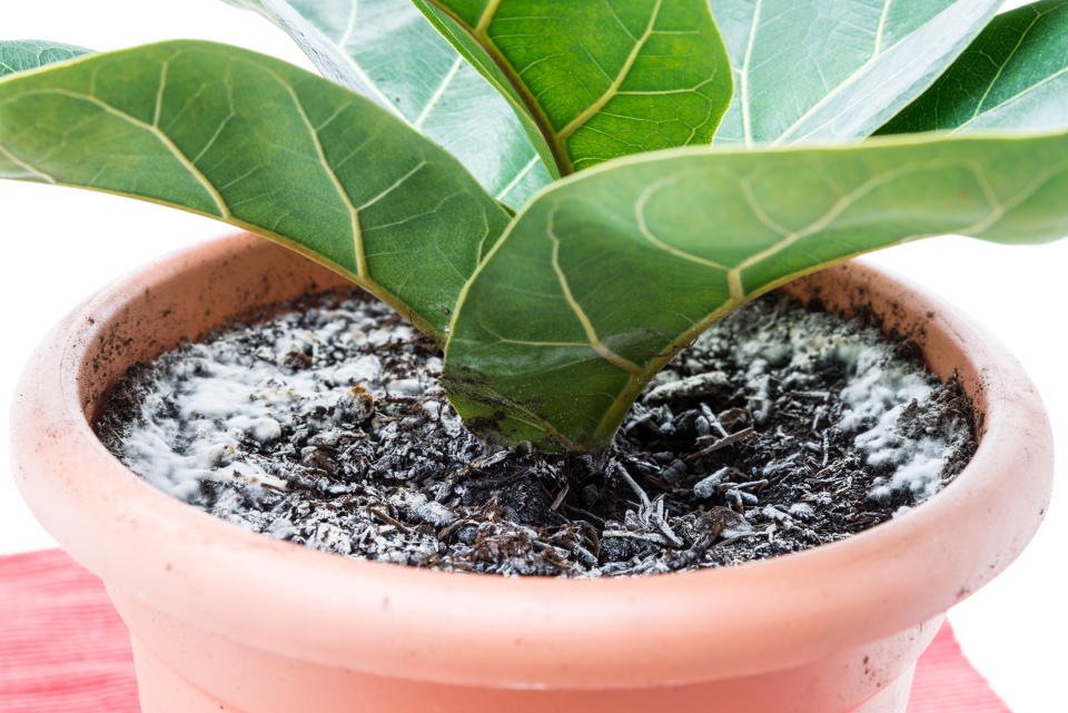 Schimmel auf Blumenerde (Bild: Getty)