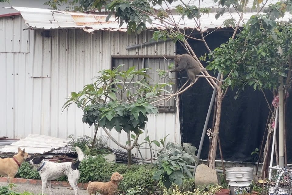 臺東市鯉魚山附近民宅旁的樹上，一隻臺灣獼猴與住家飼養的犬隻對峙，不時搖晃樹枝挑釁，驚擾附近住戶。