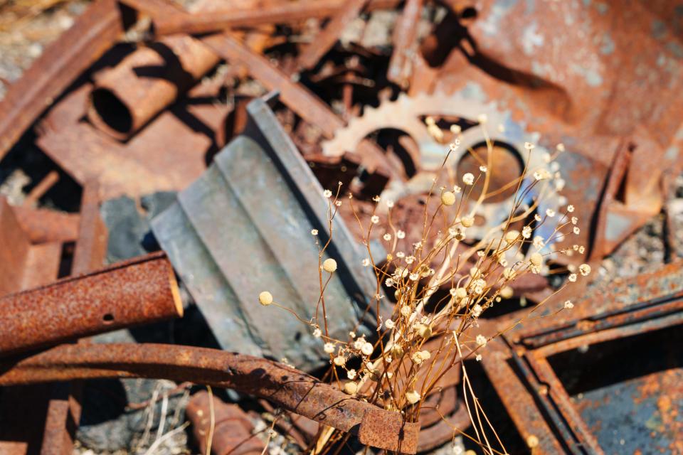 Globe Chamomile sits among the fire damage on Fernando Villalobos's property, photographed on Aug 5, 2022, in Cave Creek, Ariz. Globe Chamomile, also known as "stinknet" is recognized by the Arizona Department of Agriculture as a Class B Noxious Weed.