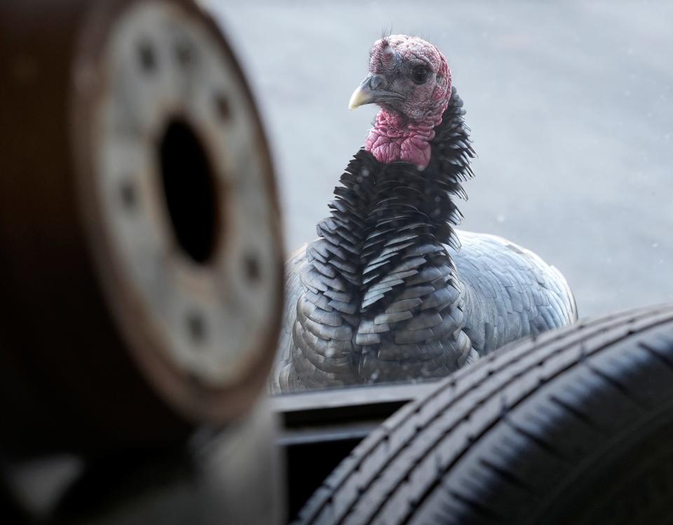 Feb. 21, 2023; Columbus, OH, U.S.; A wild turkey looks in the shop bay windows of Goodyear Boyd's Hilliard Tire & Service on Leap Road in Hilliard. The "Hilliard Turkey Gang" has a Facebook page with hundreds of fans but the city has concerns about the birds who stop traffic crossing Cemetery Road to roost in the evenings. A third turkey was injured is currently being cared for at the Ohio Wildlife Center. Mandatory Credit: Barbara J. Perenic/Columbus Dispatch