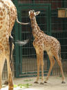 BERLIN, GERMANY - JUNE 29: Jule, a baby Rothschild giraffe, nibbles on the tail of an adult giraffe in her enclosure at Tierpark Berlin zoo on June 29, 2012 in Berlin, Germany. Jule was born at the zoo on June 10. (Photo by Sean Gallup/Getty Images)