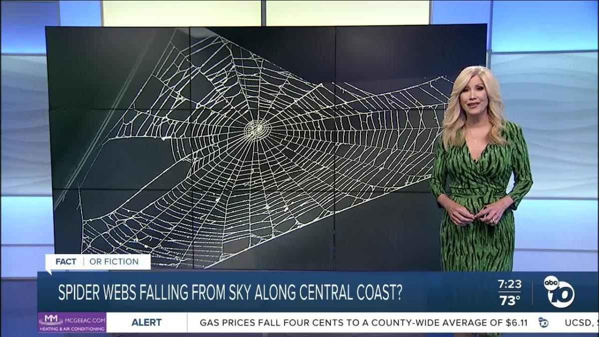 Spiders are 'falling out of the sky' in California - BBC Newsround