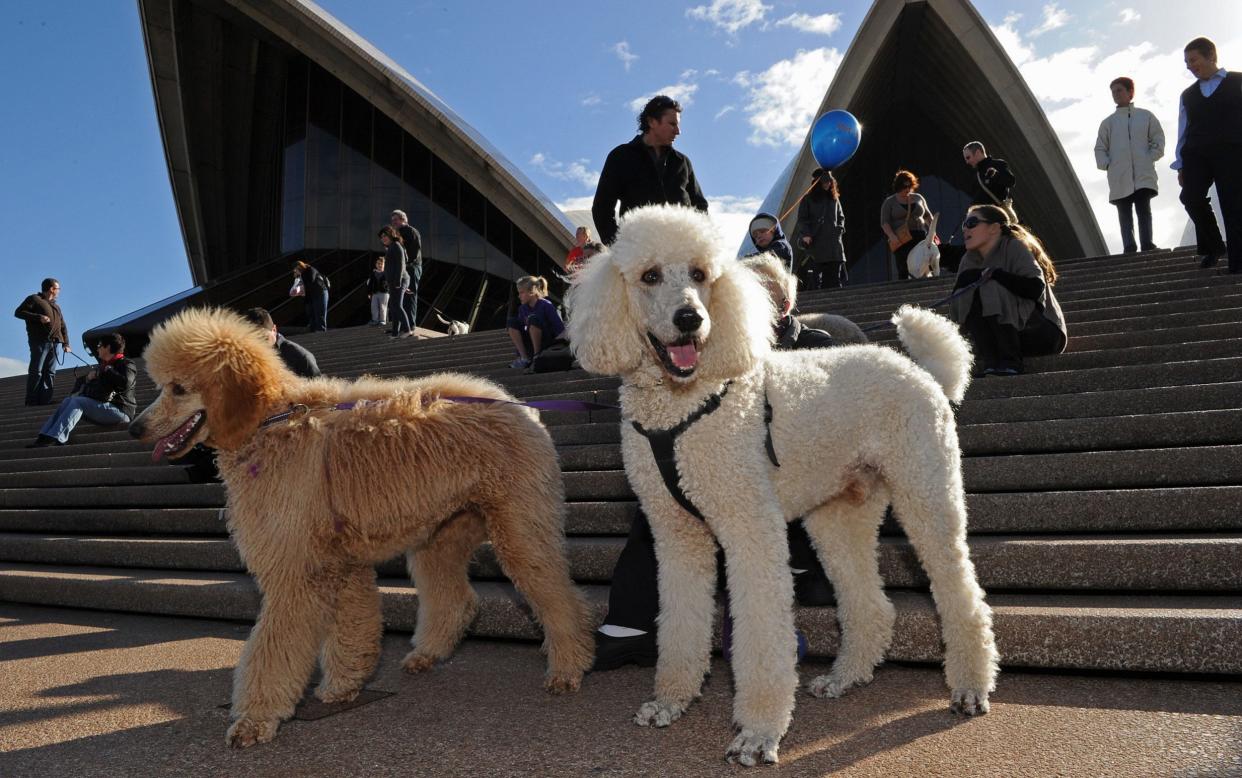 Dogs and their owners gather on the steps of the Sydney Opera Housederson.  - AFP