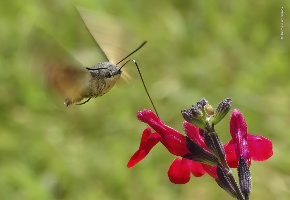 Humming surprise by Thomas Easterbrook, UK