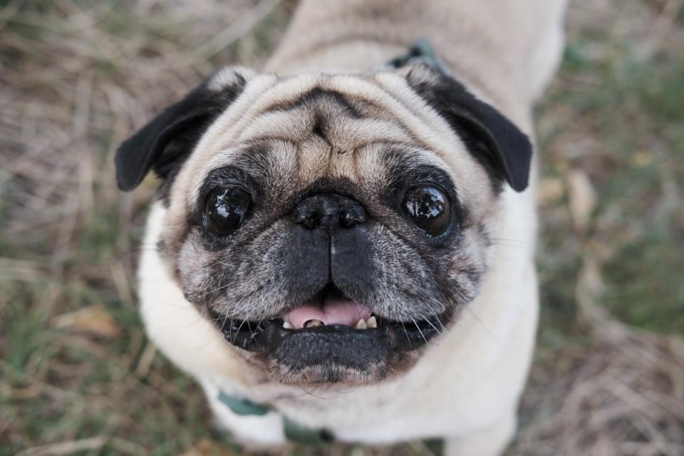 Keep your dog healthy and happy as they reach their golden years. <p>Shutterstock/Aleksey Boyko</p>