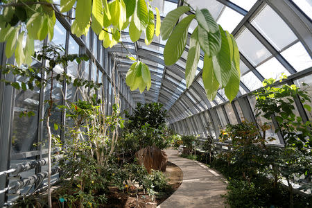 Greenhouses are seen around the new tennis court Simonne Mathieu by architect Marc Mimram during its opening ceremony at Roland Garros tennis stadium in Paris, France, March 21, 2019. REUTERS/Charles Platiau