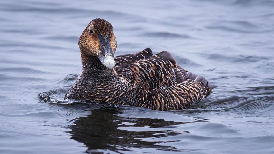 A female common eider sails through Wells Harbor. Local photographer Jack Coughlin calls this picture, "Welcome to My World." Coughlin shared the photo on a Wells Facebook page on April 12, 2024.