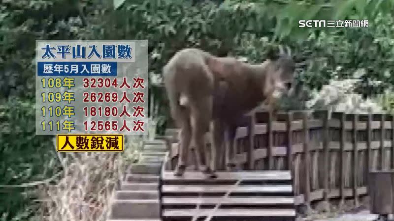 因疫情影響，太平山入園人數降低，也讓野生動物有機會現身園區。