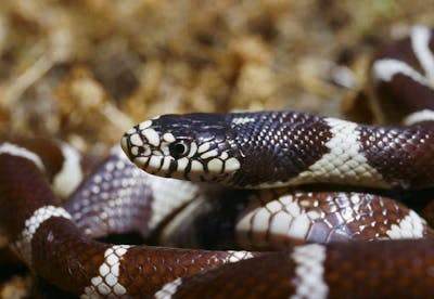 La culebra real de California es una especie invasora que lleva más de una década en Gran Canaria. <a href="https://es.wikipedia.org/wiki/Lampropeltis_californiae#/media/Archivo:Lampropeltis_getulus04.jpg" rel="nofollow noopener" target="_blank" data-ylk="slk:Pierre Fidenci / Wikimedia Commons;elm:context_link;itc:0;sec:content-canvas" class="link ">Pierre Fidenci / Wikimedia Commons</a>, <a href="http://creativecommons.org/licenses/by/4.0/" rel="nofollow noopener" target="_blank" data-ylk="slk:CC BY;elm:context_link;itc:0;sec:content-canvas" class="link ">CC BY</a>