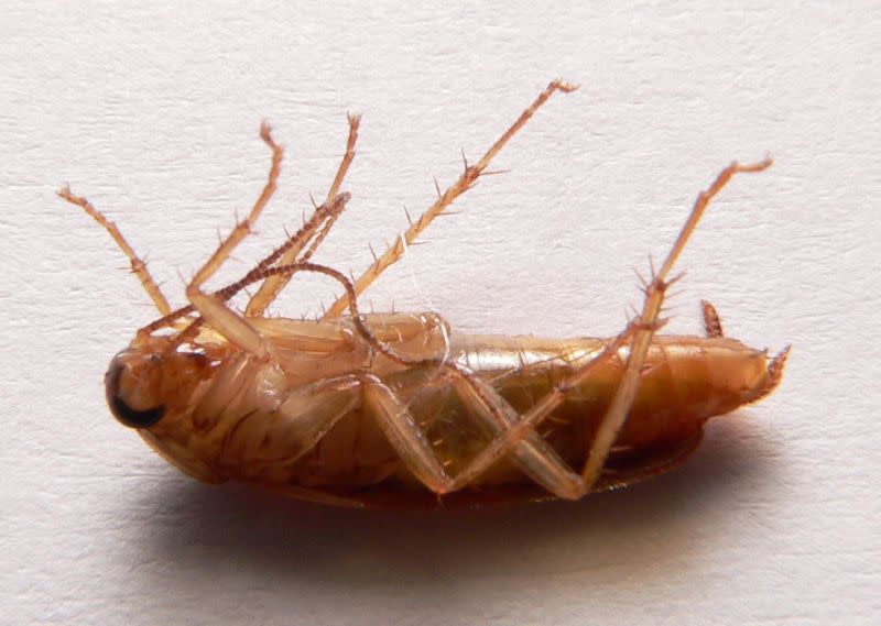 Ejemplar muerto de cucaracha rubia o alemana <i>Blatella germánica</i>. (Crédito imagen: Wikipedia).