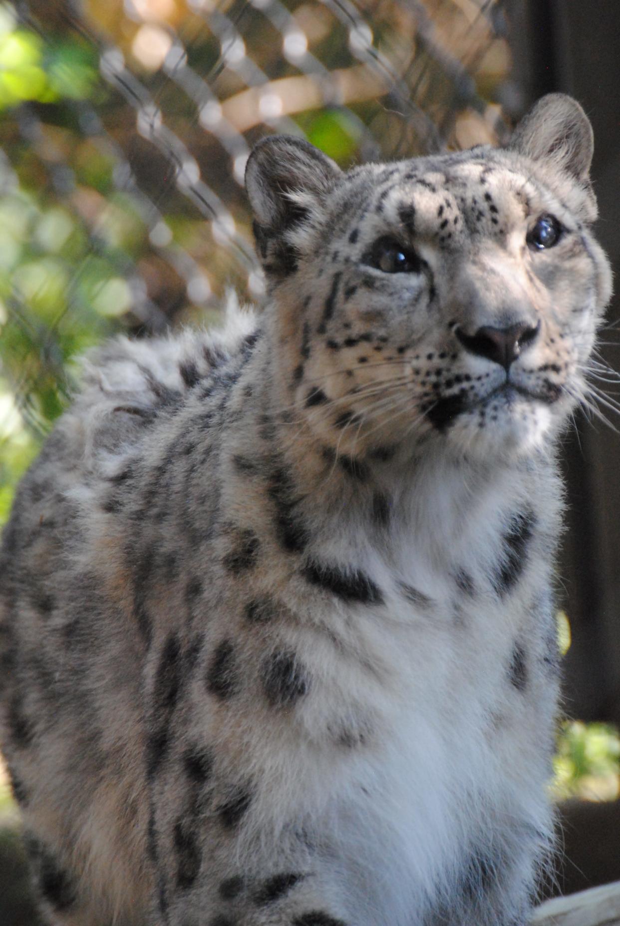 Baya, a snow leopard at the Great Plains Zoo, died on Thursday evening.