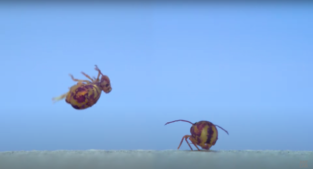 Springtails Are Nature's Tiny Gymnasts, Videos Reveal, Smart News