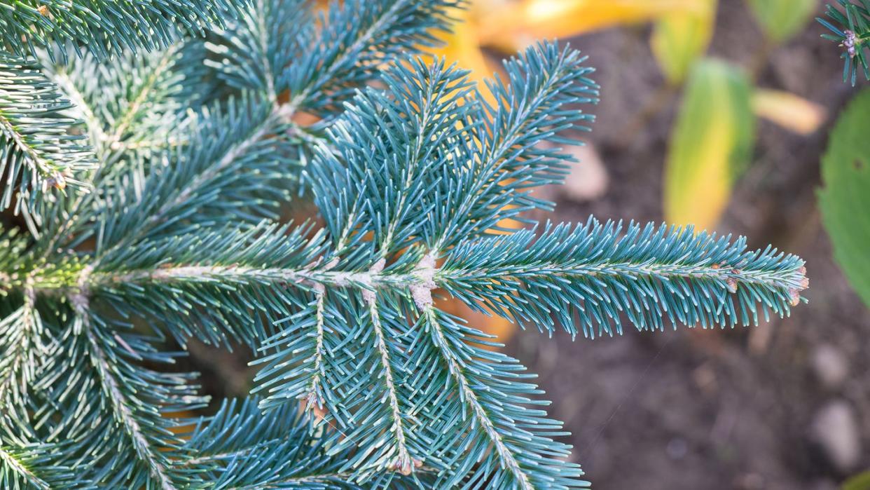 types of christmas trees, beautiful green to blue shoots of corkbark fir