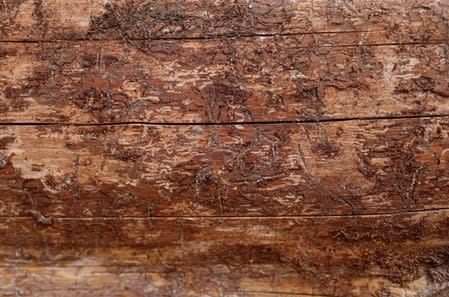 A tree trunk marked by traces of bark beetles is seen in the Vosges montains near Masevaux