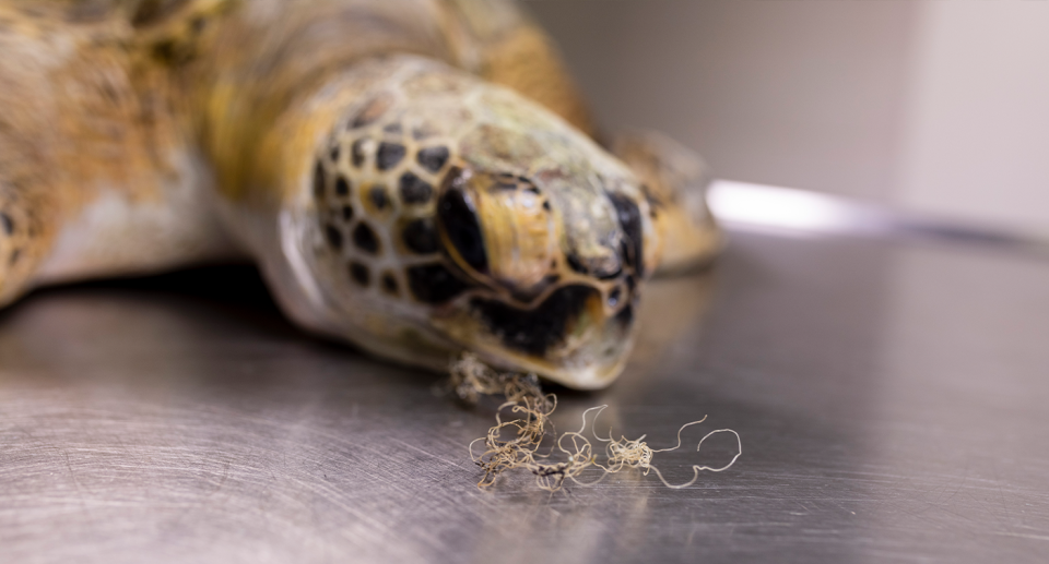 A green turtle with fishing line coming out of its mouth.