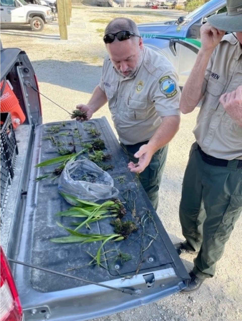 Agentes de la Comisión de Pesca y Vida Silvestre de la Florida (FWC) examinan un botín de orquídeas raras protegidas recolectadas furtivamente en los pantanos del suroeste de la Florida en octubre, incluida una orquídea fantasma. Courtesy of/Florida Fish and Wildlife Conservation Commission