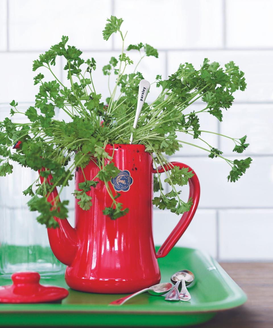 Herbs growing in a red teapot