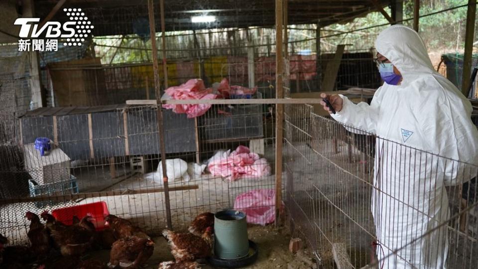 陸續有台灣禽場爆發禽流感疫情。（圖／新竹縣政府提供）