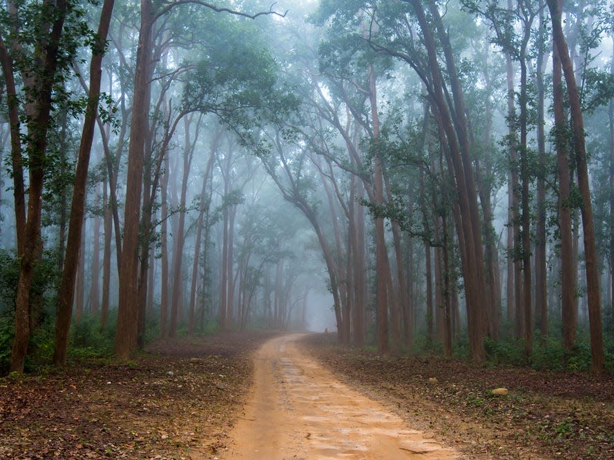 secluded creepy forest road