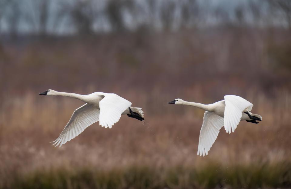 Most tundra swans fly from Canada to spend winter in North Carolina wetlands. [Photo courtesy Trip Lamb]