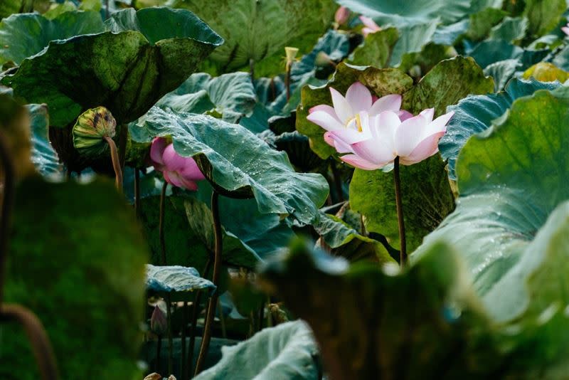 蓮花美景。（圖／翻攝自台南市白河區公所網頁）