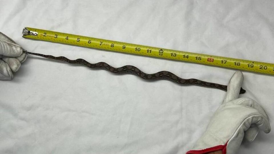 A slithery stowaway was found hanging out on the deck of a cargo ship headed to Hawaii, officials said. 