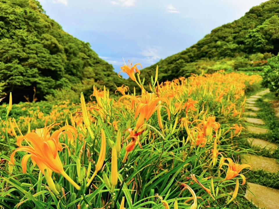 陽明山的金針花開囉  搭公車直奔竹子湖2處「千坪黃金花海秘境」賞花吃白斬雞