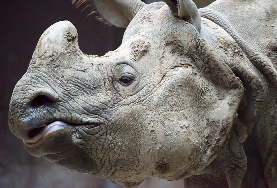 <p><strong>Le rhinocéros de Java</strong><br>Aussi baptisé “rhinocéros de la Sonde”, il s’agit d’un rhinocéros unicorne vivant en Asie que l’on pouvait observer autrefois en grand nombre sur les îles de Java et de Sumatra, ainsi qu’en Inde et en Chine. Victime du braconnage pour sa corne très appréciée en médecine traditionnelle chinoise, on ne compte désormais plus qu’une quarantaine d’individus répartis dans le parc national d’Ujung Kulon. Crédit photo : Getty </p>