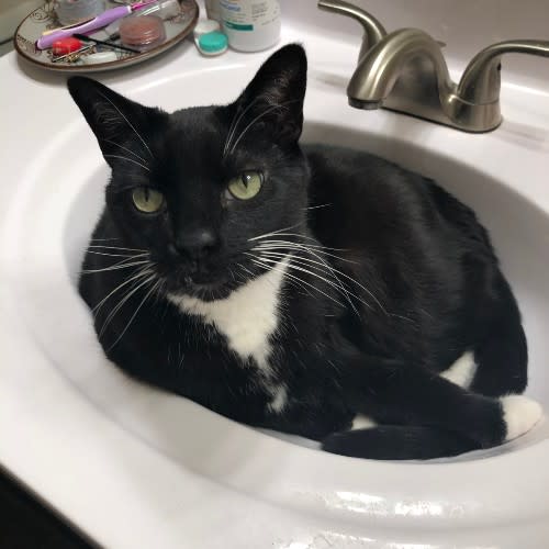 My cat, Tupac, in his natural habitat the sink.