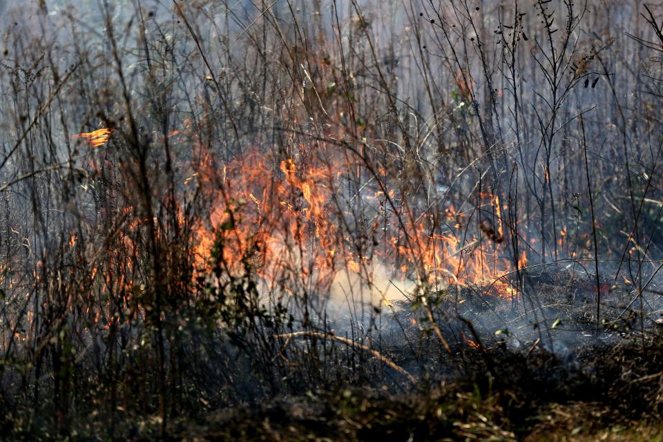 Prescribed burn managers uses a drip torch to ignite brush during a burn demonstration during the Red Hills Fire Festival at Tall Timbers on Saturday, Jan. 25, 2020.