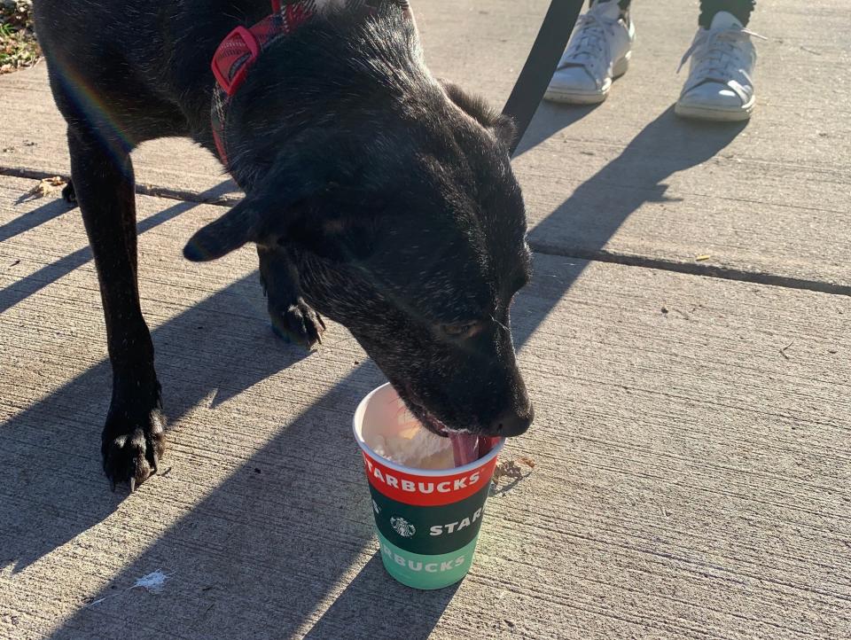 Starbucks holiday cup puppuccino