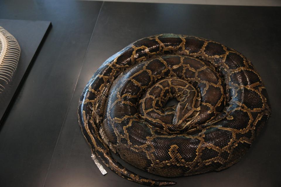 Biologists perform a necropsy on a large female Burmese python at the Conservancy of Southwest Florida Wednesday, April 26, 2023. The python was found as part of an effort to rid Southwest Florida of the invasive snakes. The concept involves releasing males with radio transmitters, which then find females. The males are radio tracked by the biologists, where they hopefully find large females with eggs that are then removed from the wild. The program is 10 years old. They have removed over 1,000 pythons and over 30,000 lbs. of snakes in those 10 years. 