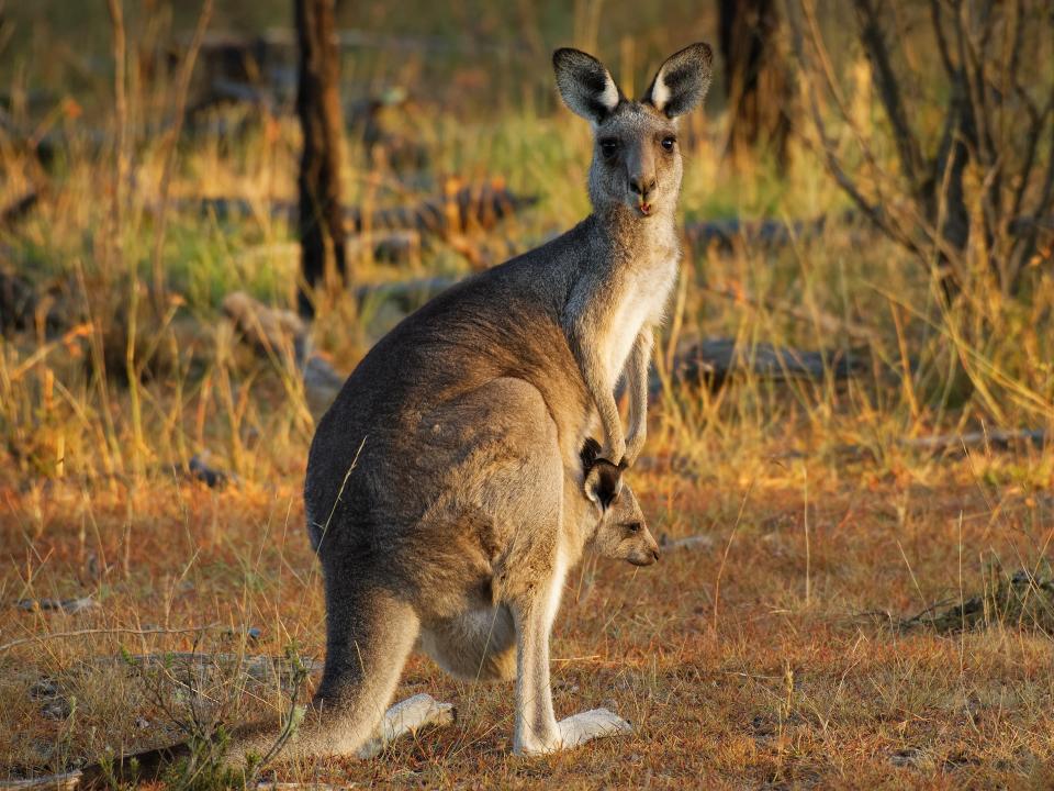 Grey kangaroo