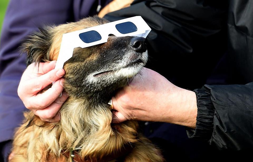 People use protective glasses on their dog during a partial solar eclipse in Liverpool on March 20, 2015.