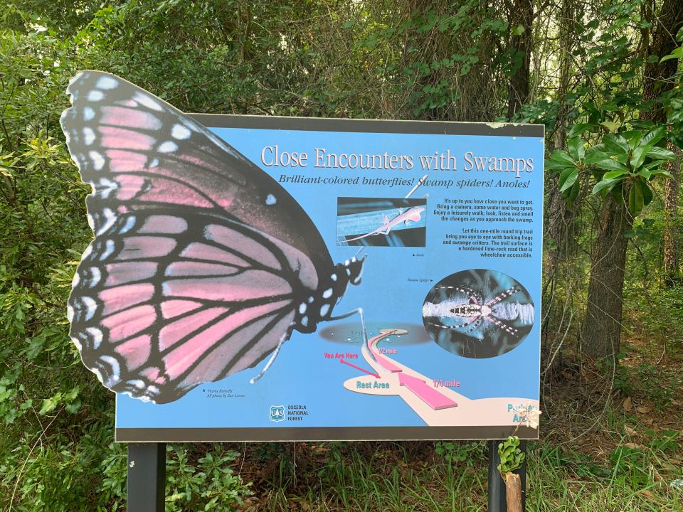 The 1.1-mile Fanny Bay Trail roundtrip trail ventures near towering cypress trees, barking frogs, and iridescent dragonflies. The trail is in the Osceola National Forest near the US 90/Sanderson exit westbound on Interstate 10.